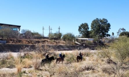 horses and riders in Tucson Rillito riverbed 2024