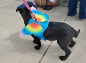 dogwearing tie-dye wings at dog adoption event Tucson