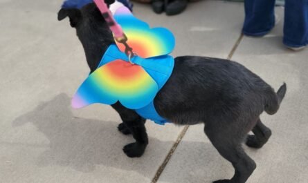 dogwearing tie-dye wings at dog adoption event Tucson
