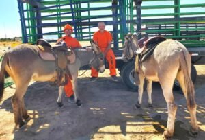 two trained burros at wild horse sale