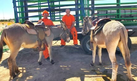 two trained burros at wild horse sale