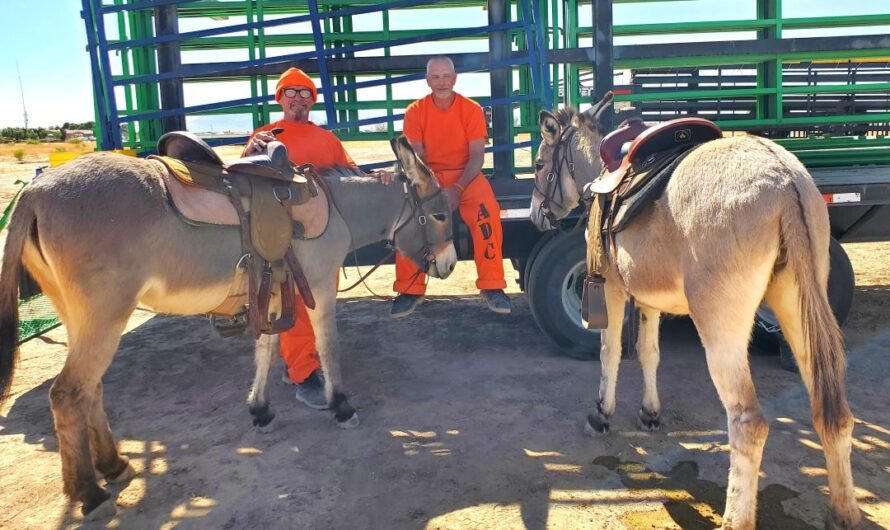Project 2025 would kill 75,000 wild horses