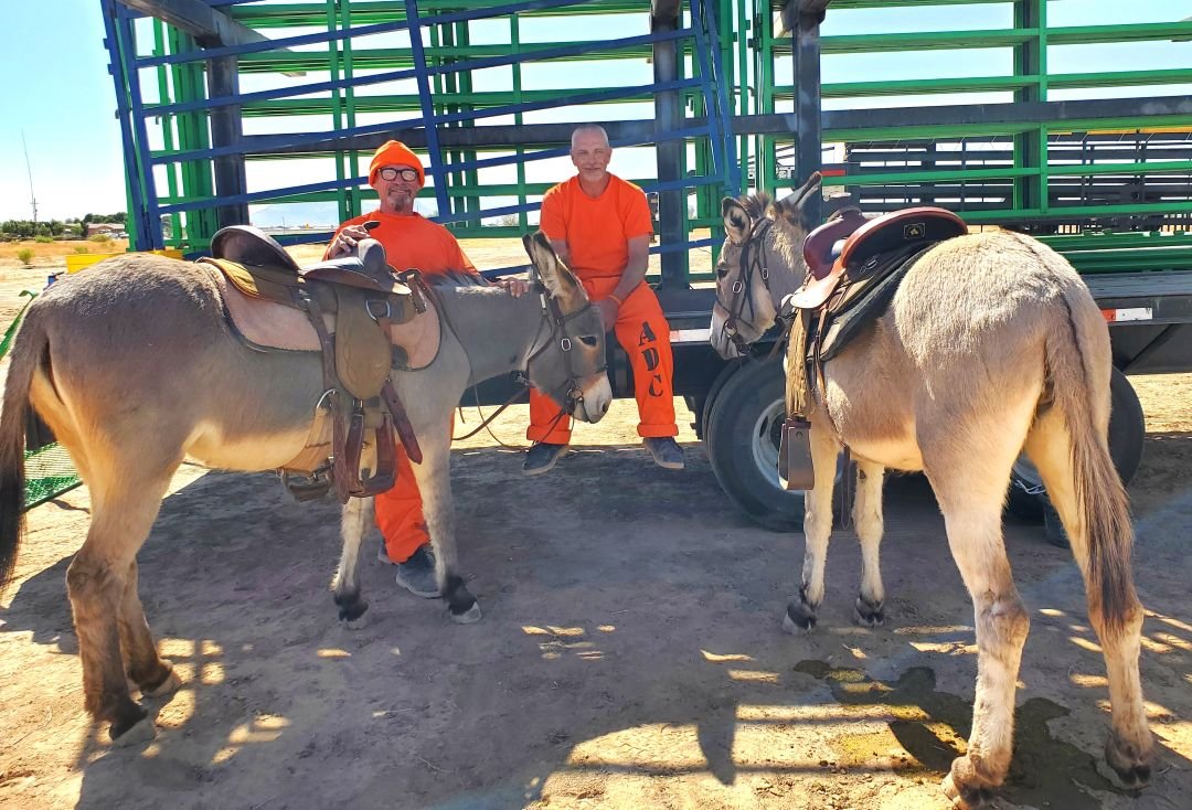 two trained burros at wild horse sale