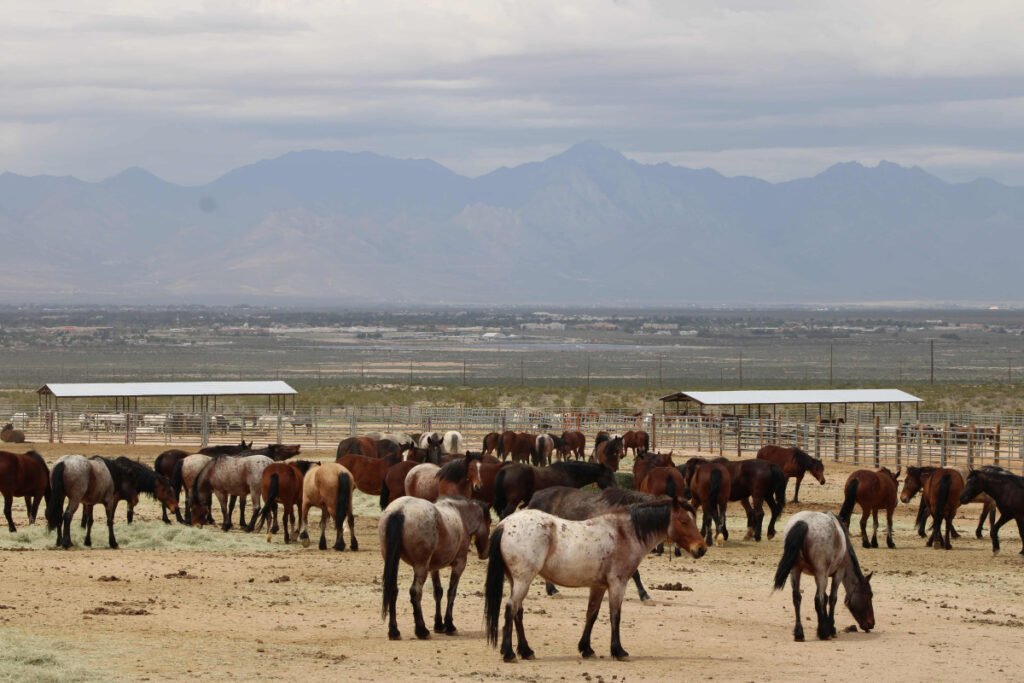 Wild horse corrall at Ridgecrest California