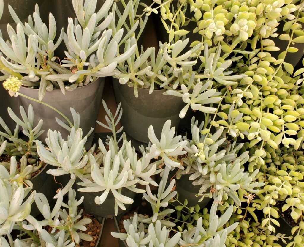 Cacti and succulents