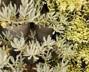 Cacti and succulents