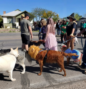 cowardly lion costume on dog at Tucson Pet parade