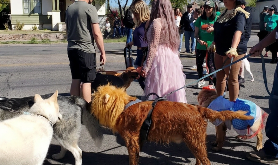 They’re baaack!  Dogs, more dogs, Dorothy and that green-faced witch at the Pet Parade