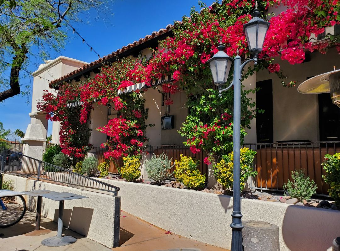 Bougainvillea in bloom at St. Phillips Plaza