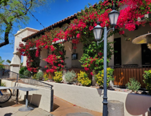 Bougainvillea in bloom at St. Phillips Plaza