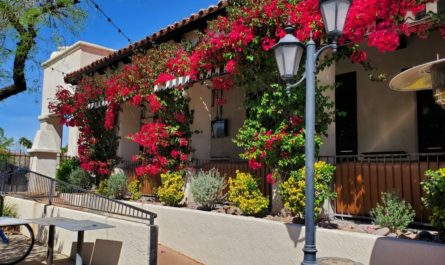 Bougainvillea in bloom at St. Phillips Plaza