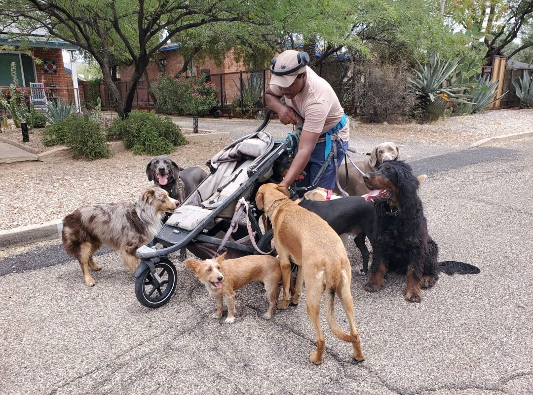 dogwalker on street in Tucson AZ
