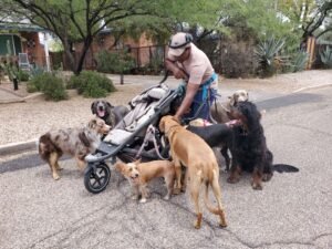 dogwalker on street in Tucson AZ