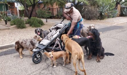 dogwalker on street in Tucson AZ