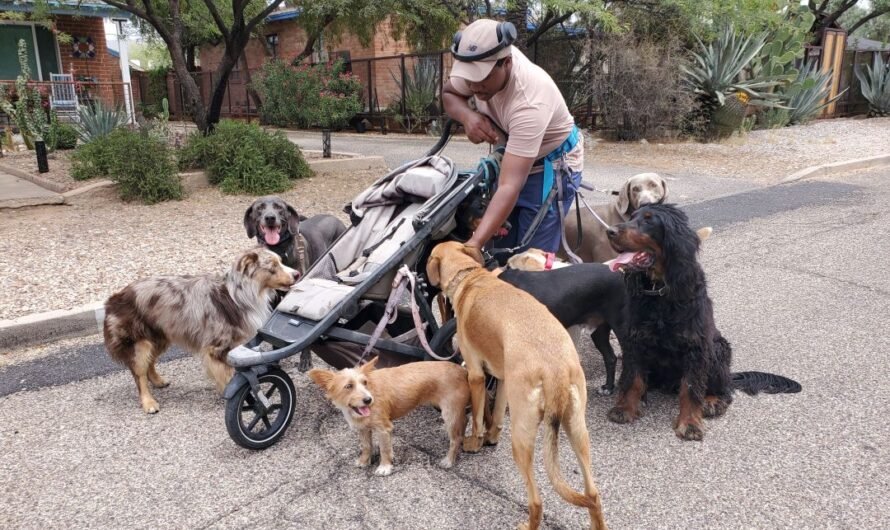 Hey, Look!  A Dogwalker in Midtown Tucson