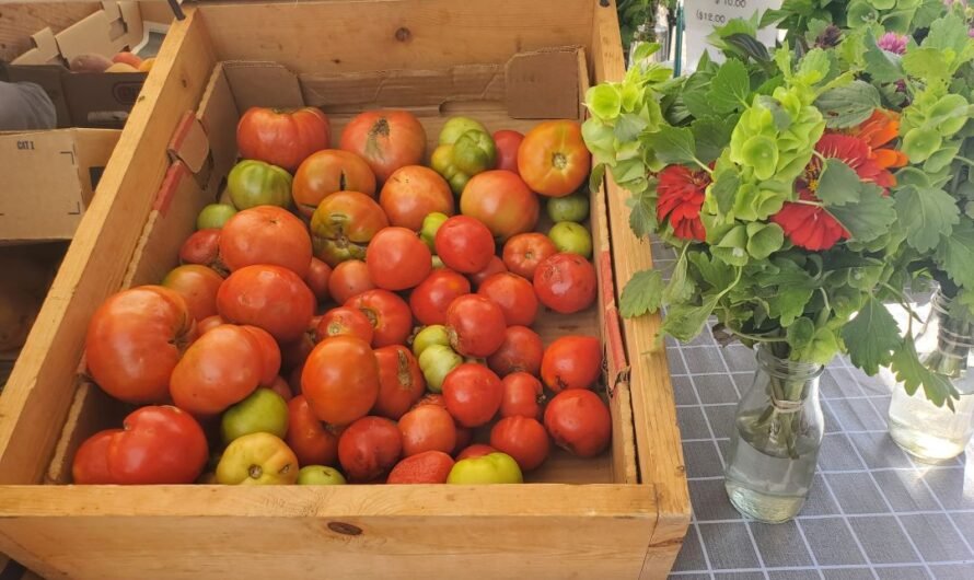 Searching for lettuce at the Rillito Farmer’s Market